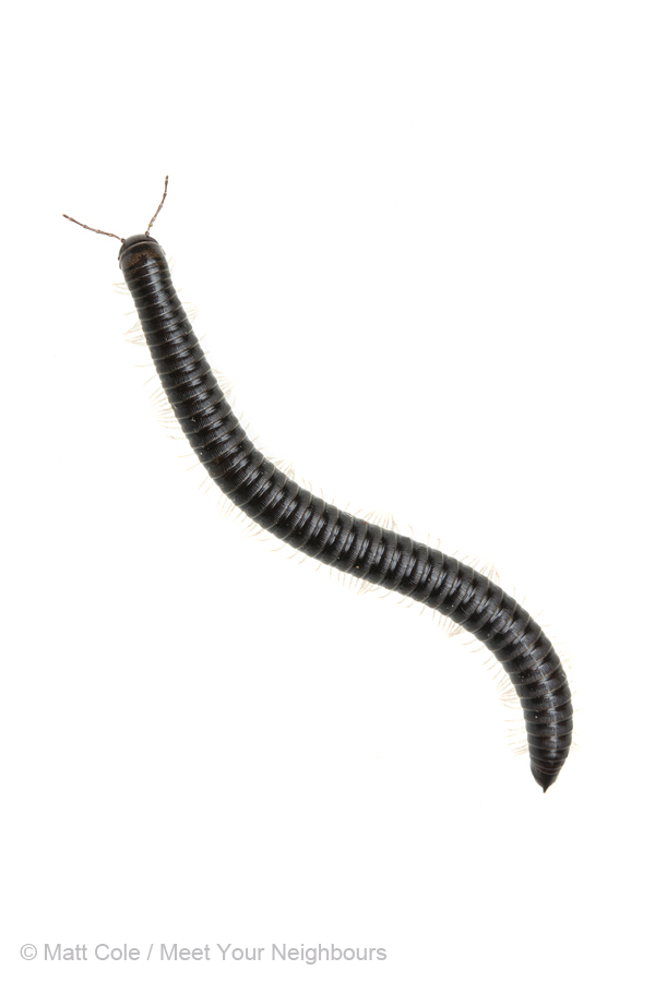 MYN Millipede 1